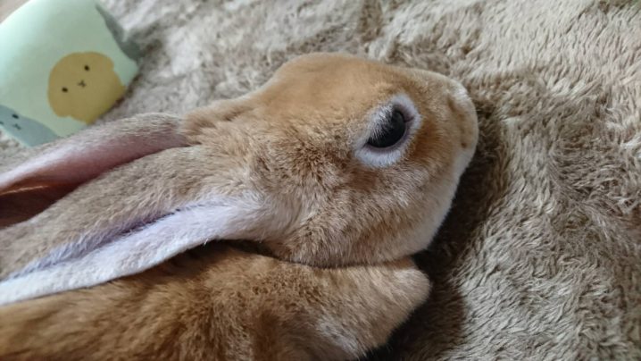 うさぎ