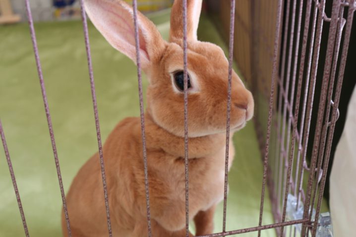 うさぎ